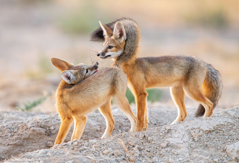 Sensitive Species - Rare Desert Kit Fox