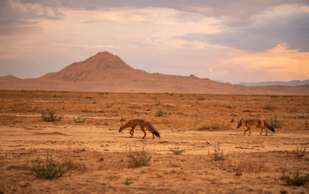 Sensitive Species – Rare Desert Kit Fox