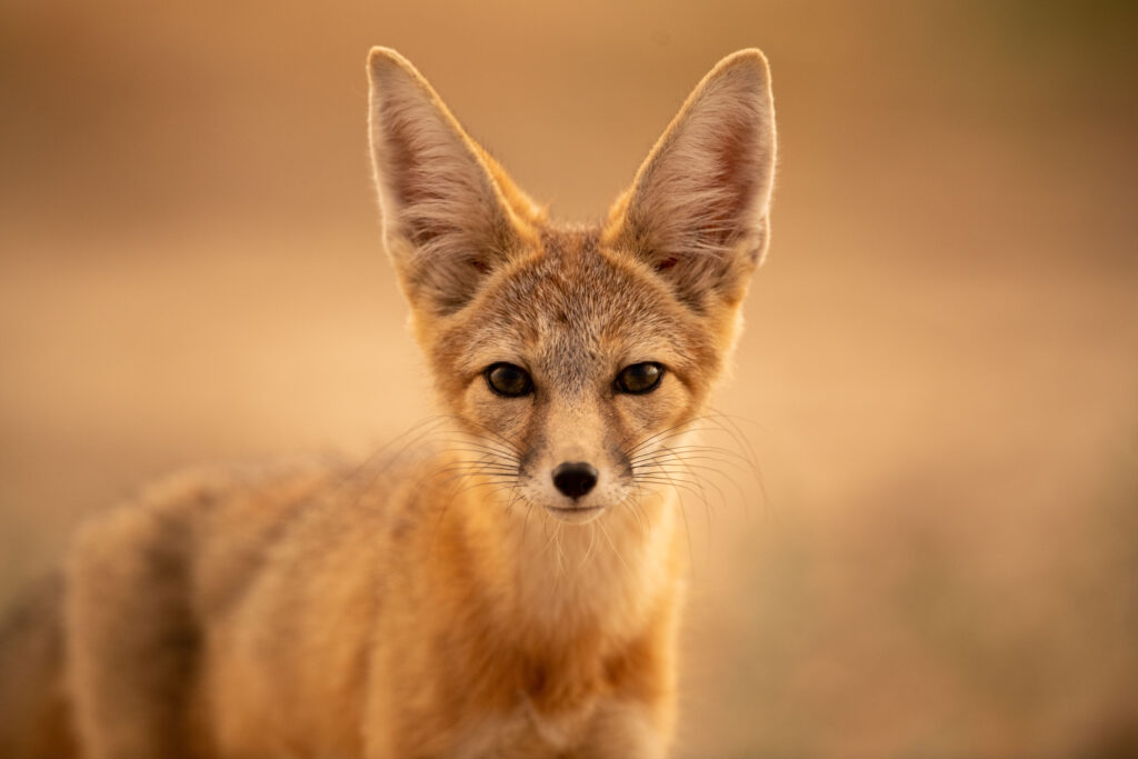 Sensitive Species – Rare Desert Kit Fox