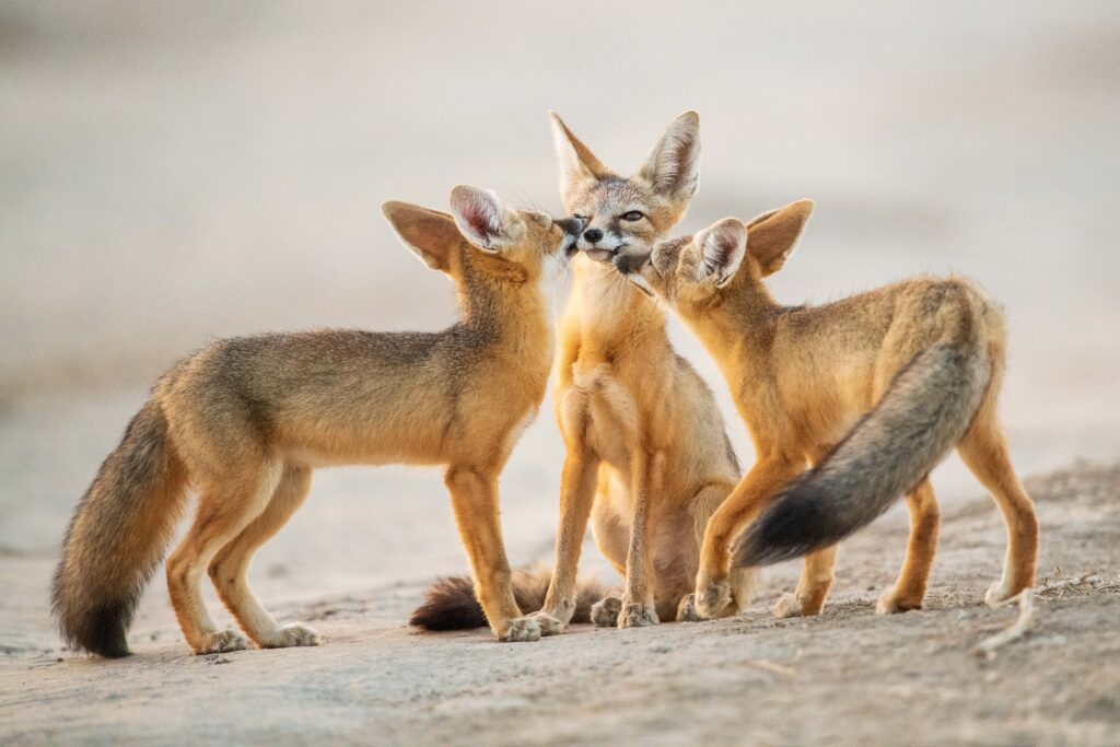 Sensitive Species – Rare Desert Kit Fox