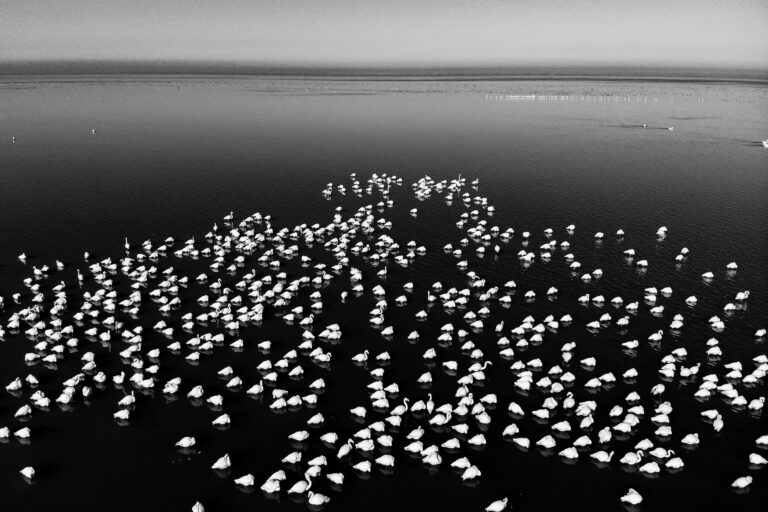 A Requiem for the Migrants