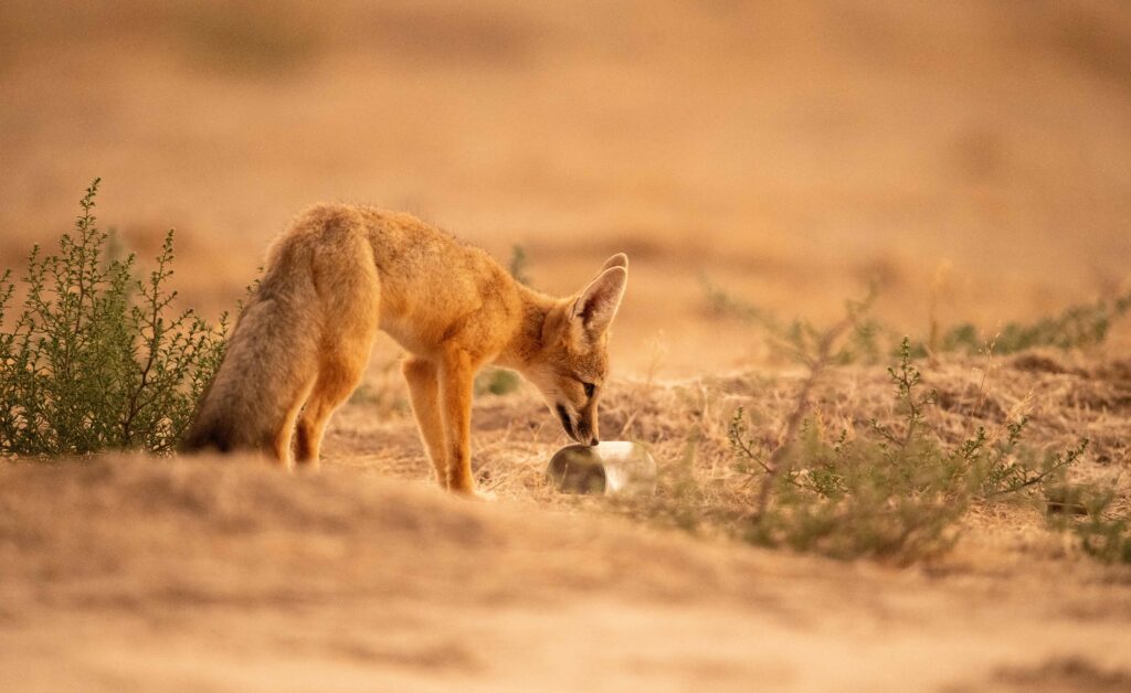 Sensitive Species – Rare Desert Kit Fox