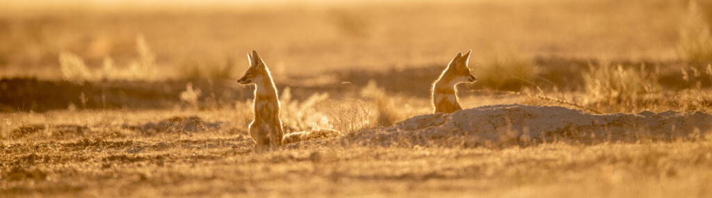 Sensitive Species – Rare Desert Kit Fox
