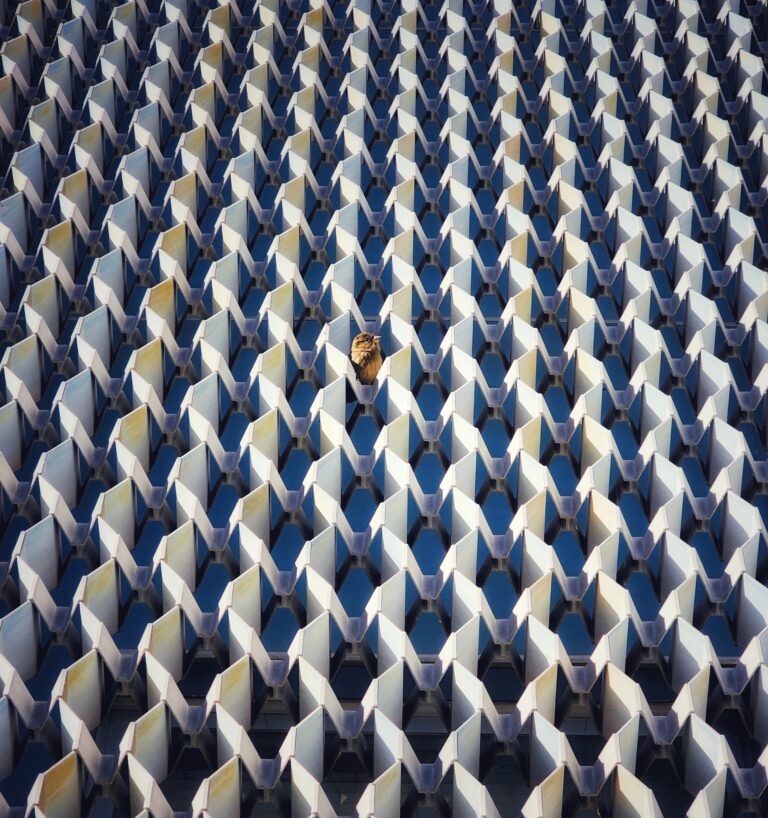 I'm Just a Bird in the World