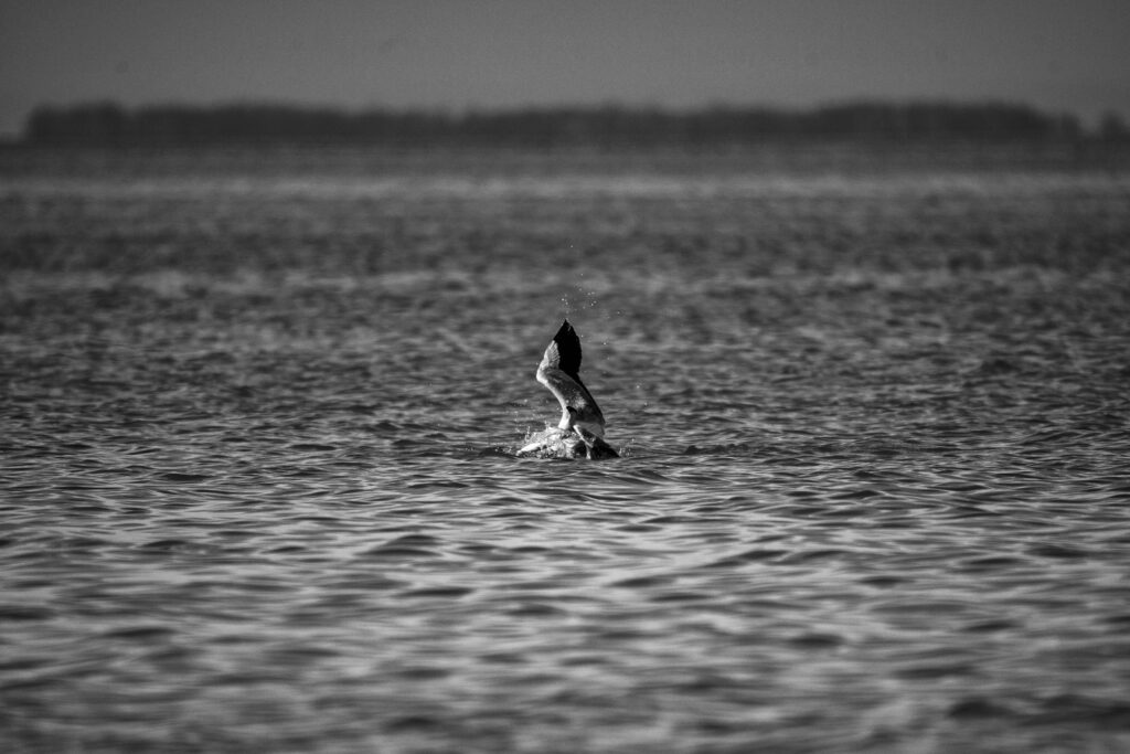 A Requiem for the Migrants