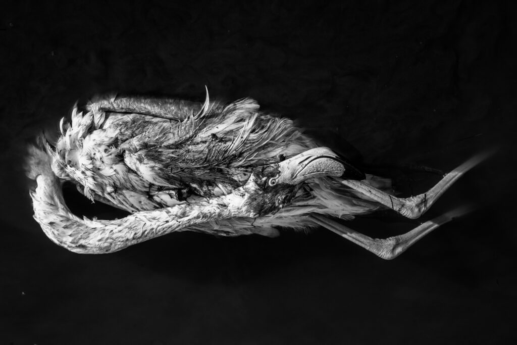 A Requiem for the Migrants