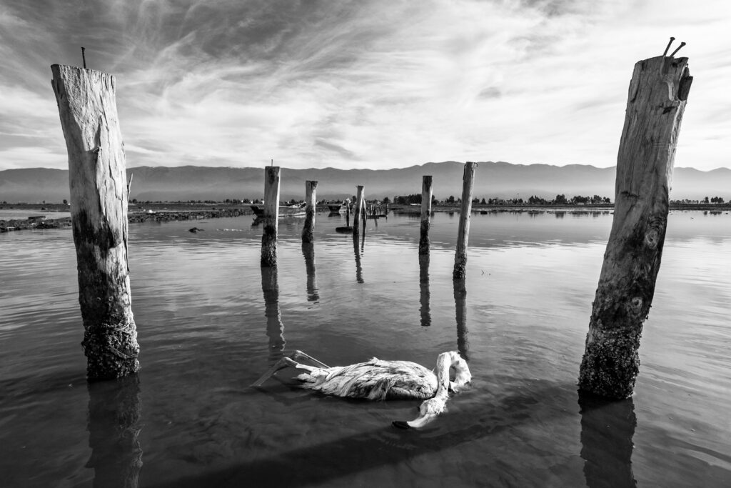 A Requiem for the Migrants