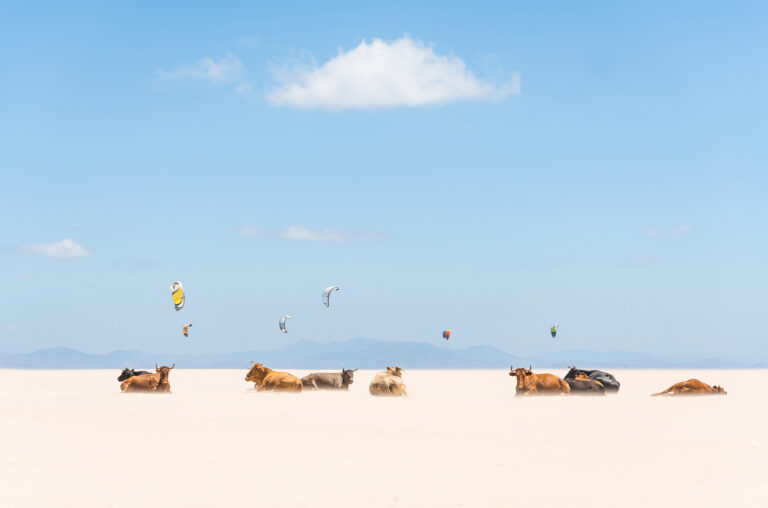 COWS AND KITES