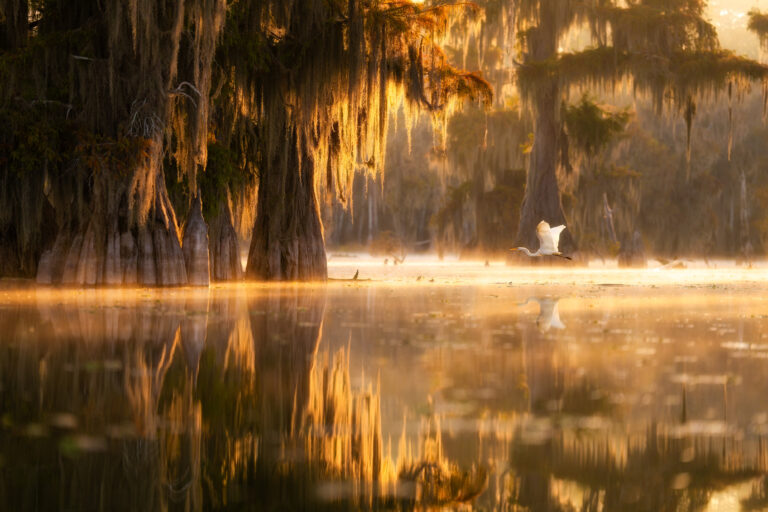 Egrets, I've Had A Few