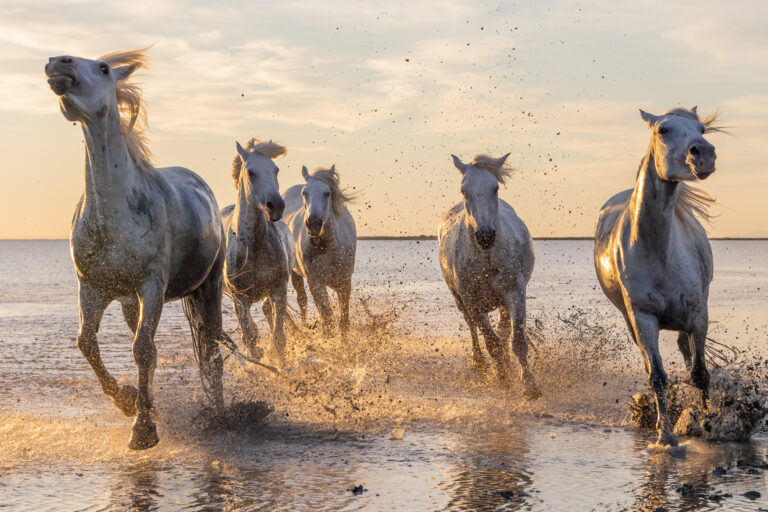 Camargue horses running at sunrise