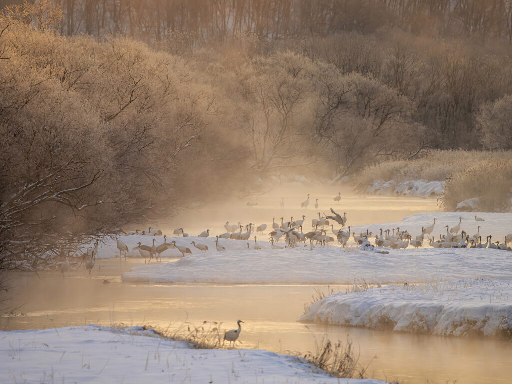 Habitat of red-crowned cranes