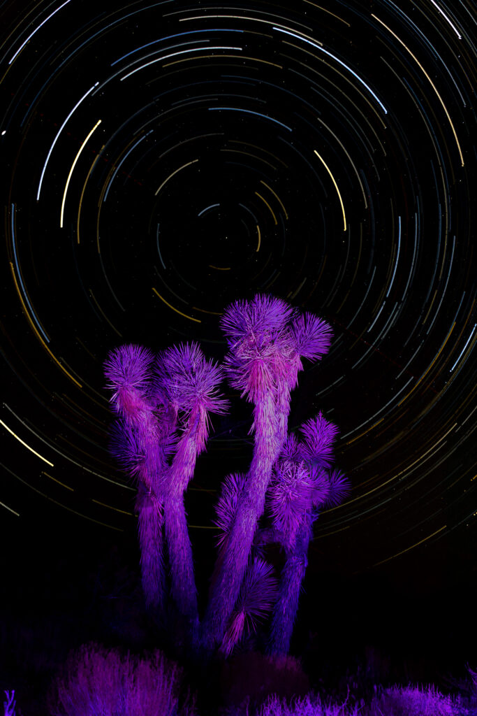 While The Stars Look Down