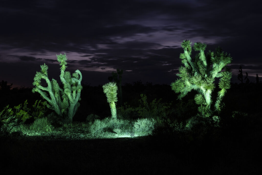 While The Stars Look Down