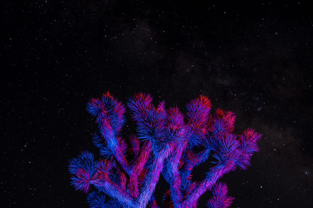 While The Stars Look Down