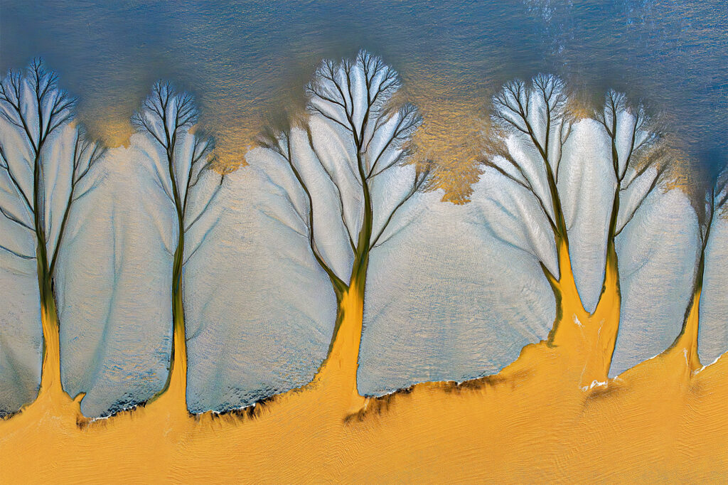 Tidal tree of Qiantang River