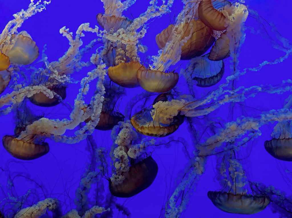 Choreography in Indigo