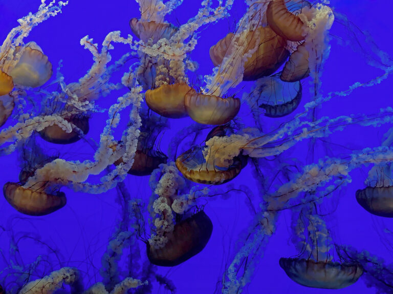 Choreography in Indigo